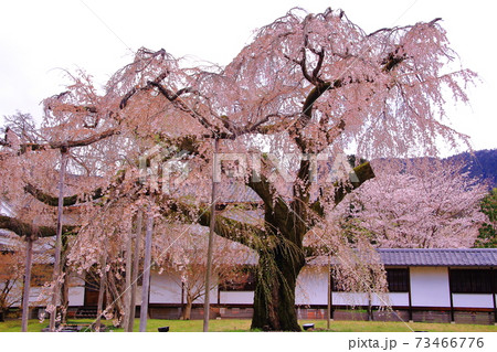 世界遺産　醍醐寺　（京都　伏見区）霊宝館横に咲く醍醐深雪桜 73466776