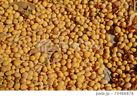 Soy bean after harvest Soy bean after harvest 73466878