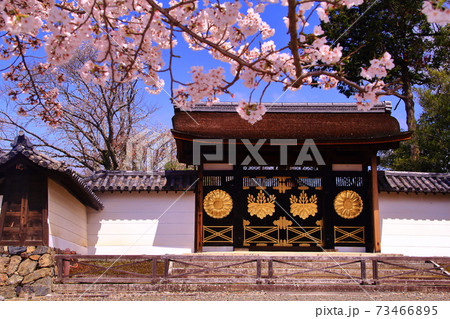 世界遺産　醍醐寺　（京都　伏見区）唐門に咲く桜の花 73466895