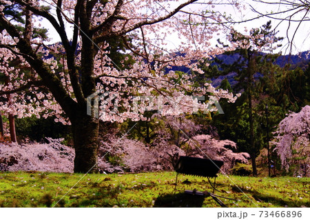 世界遺産　醍醐寺（京都　伏見区）境内に咲く桜の花 73466896