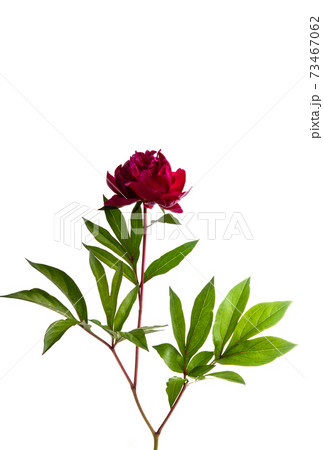 peony flower isolated peony flower isolated 73467062