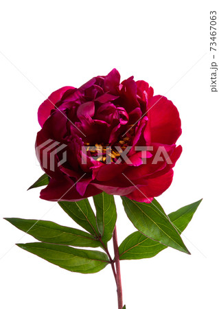 peony flower isolated peony flower isolated 73467063