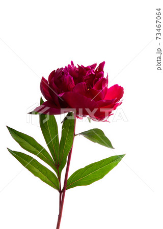 peony flower isolated 73467064