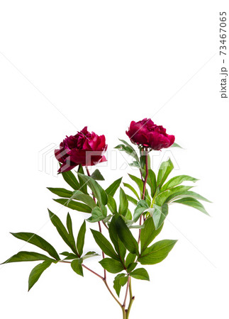 peony flower isolated 73467065