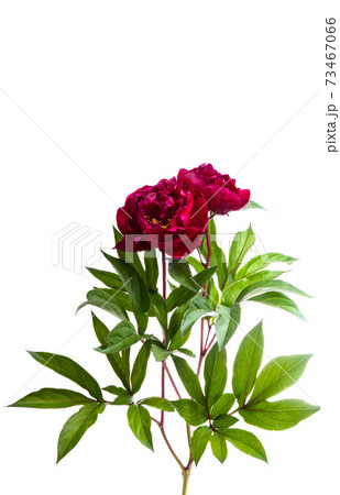 peony flower isolated peony flower isolated 73467066