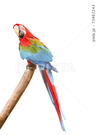 The red macaw parrot bird on white background have path The red macaw parrot bird on white background have path 73467243