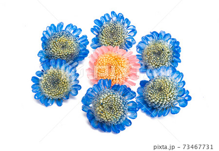 chrysanthemum flowers isolated chrysanthemum flowers isolated 73467731
