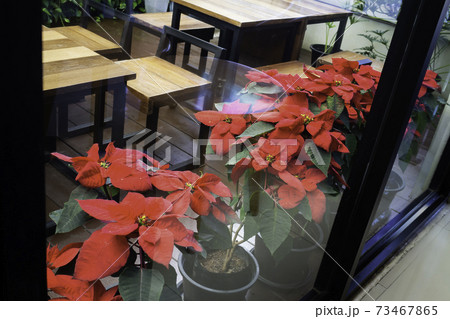 Red poinsettia flower interior decoration Red poinsettia flower interior decoration 73467865