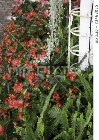 Variety summer plant sale and display in the market 73468035