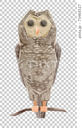 フクロウの手書き水彩風イラストのイラスト素材