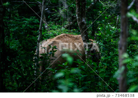 Wild elephant in the beautiful forest Wild elephant in the beautiful forest 73468538