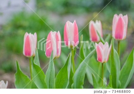 Group of red and white tulips in garden. Rosy Dream tulip Group of red and white tulips in garden. Rosy Dream tulip 73468800
