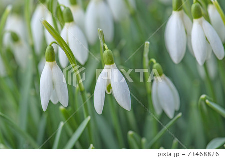 Snowdrop flower in nature 73468826