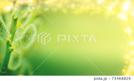 Pussy willows branches on a green background. Space for text. Pussy willows branches on a green background. Space for text. 73468829