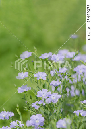 Linum lewisii flower. Blue flax flowers Linum lewisii flower. Blue flax flowers 73469078