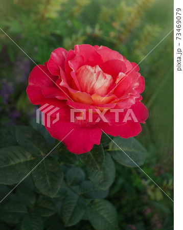 Blooming red rose Peacock eye. Red flowering rosa. Blooming red rose Peacock eye. Red flowering rosa. 73469079