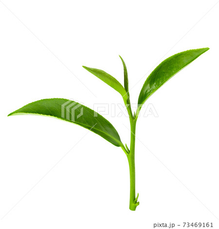 Green tea leaf isolated on white background Green tea leaf isolated on white background 73469161