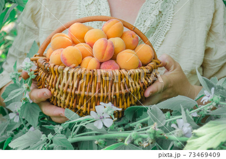 Apricots on nature background. Fresh apricots in the basket. 73469409