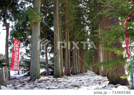 冬の立山寺トガ並木(富山県上市町) 冬の立山寺トガ並木(富山県上市町) 73469586