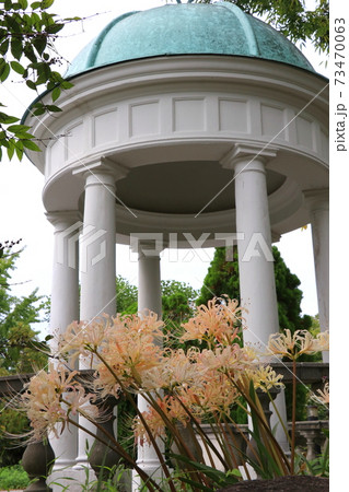 イギリス庭園に咲く白い彼岸花 イギリス庭園に咲く白い彼岸花 73470063