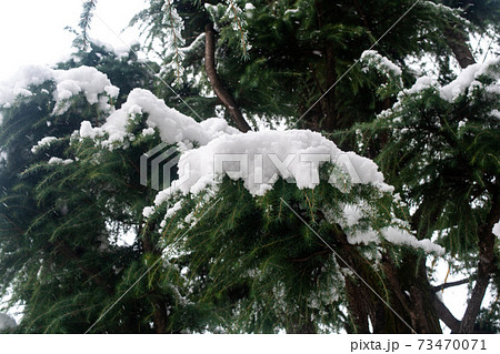 冬の雪と木の合った公園 73470071