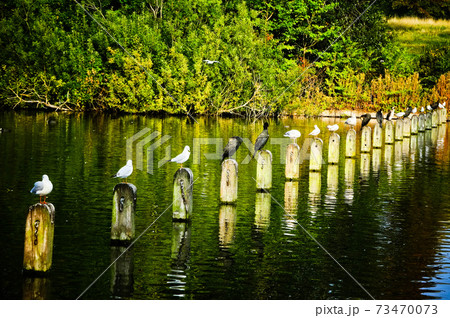 一列に並ぶ鳥 73470073