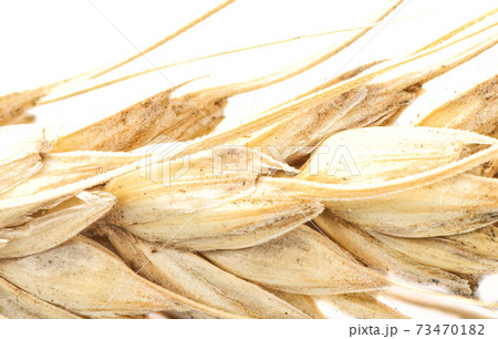 Macro shot of a dry spikelet of wheat on a white background. 73470182