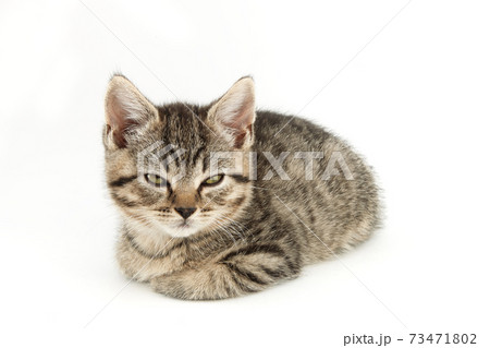 Little tabby (European Shorthair) kitten isolated on white background. 73471802