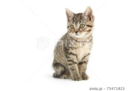 Little tabby (European Shorthair) kitten isolated on white background. 73471823
