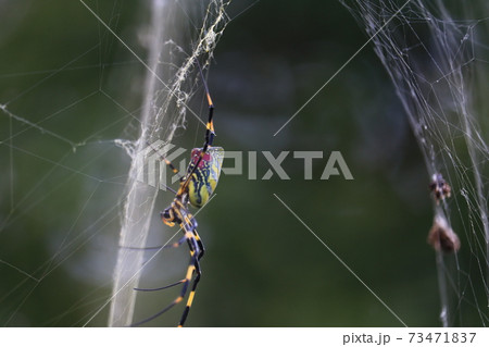クモの巣で獲物を待つクモの横の画像 73471837