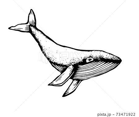 Hand-Drawn Doodle of whale. Vector Illustration - stock vector. 73471922