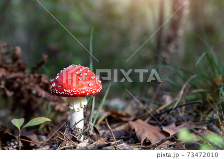 Beautiful small red and white fly agaric poisonous musroom in deep magic forest. Fairy tale scenic view of toadstool amanita fungus in fallen neadles and leaves. Spring wild nature background Beautiful small red and white fly agaric poisonous musroom in deep magic forest. Fairy tale scenic view of toadstool amanita fungus in fallen neadles and leaves. Spring wild nature background 73472010