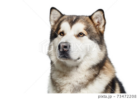 Siberian brown husky studio portrait on white background. Siberian brown husky studio portrait on white background. 73472208