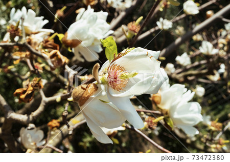 White magnolias White magnolias 73472380