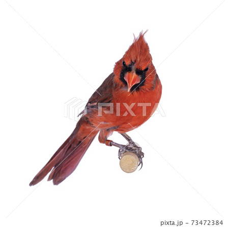 Male Northern cardinal bird on white Male Northern cardinal bird on white 73472384