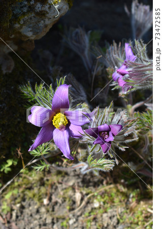 Slovakian pasqueflower 73472585