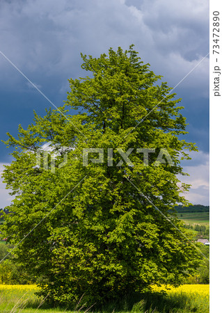 Spring countryside view with linden tree, rapeseed yellow blooming fields, village, hills. Natural seasonal, good weather, climate, eco, farming, countryside beauty concept. Spring countryside view with linden tree, rapeseed yellow blooming fields, village, hills. Natural seasonal, good weather, climate, eco, farming, countryside beauty concept. 73472890