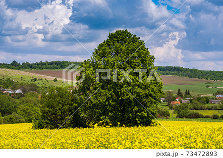 Spring countryside view with linden tree, rapeseed yellow blooming fields, village, hills. Natural seasonal, good weather, climate, eco, farming, countryside beauty concept. 73472893