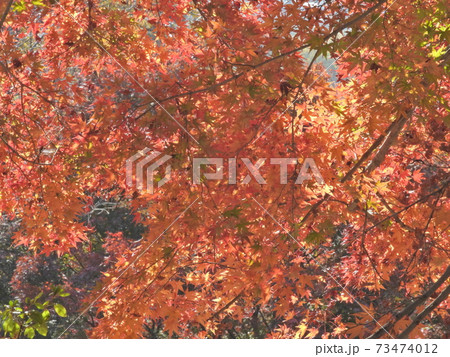 紅葉 紅葉 73474012
