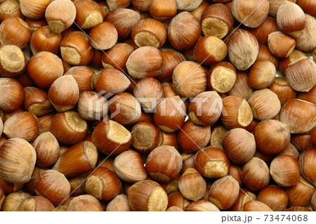 Hazelnut Background 73474068