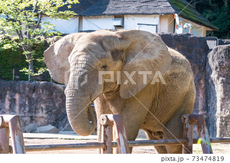 【巨大な多摩動物公園のアフリカゾウ】 【巨大な多摩動物公園のアフリカゾウ】 73474819