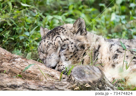 【多摩動物園公園のユキヒョウ】 73474824