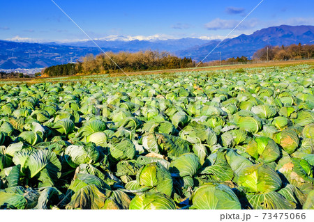 冬の高原野菜と雪山 冬の高原野菜と雪山 73475066