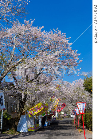 母智丘神社の桜祭り 73475092