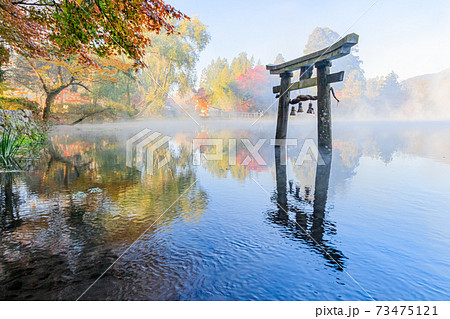 紅葉と早朝の金鱗湖　天祖神社　大分県由布市 73475121