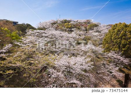 霧島市丸岡公園の満開のサクラの写真素材