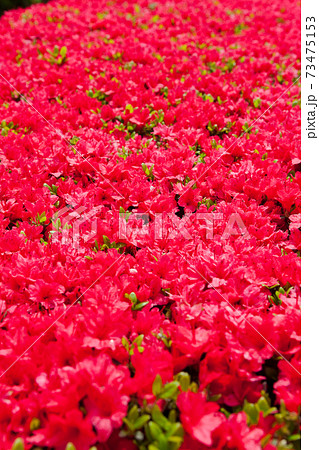 国分城山公園 満開の赤いツツジの花の写真素材