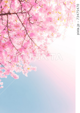 桜のアニメ風イラストのイラスト素材