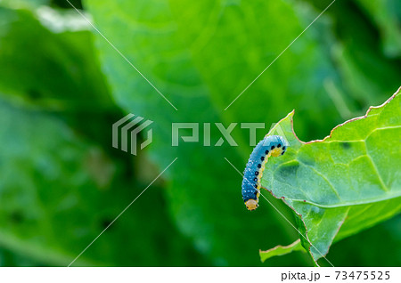 ハグロハバチ幼虫 ハグロハバチ幼虫 73475525