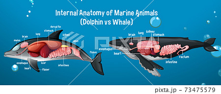 Internal Anatomy Of Marine Animals Dolphin Vs のイラスト素材 Internal Anatomy Of Marine Animals Dolphin Vs のイラスト素材